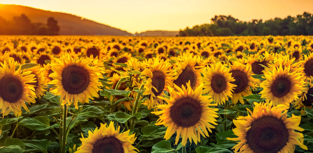 tournesol en été utilisé dans nos Huiles Solaires