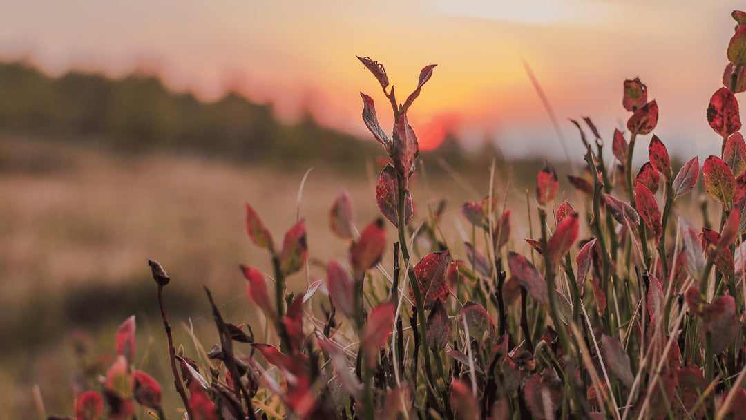 Profitez de l'Automne ou l'Hiver en revivant l'Eté, avec cette douce luminosité