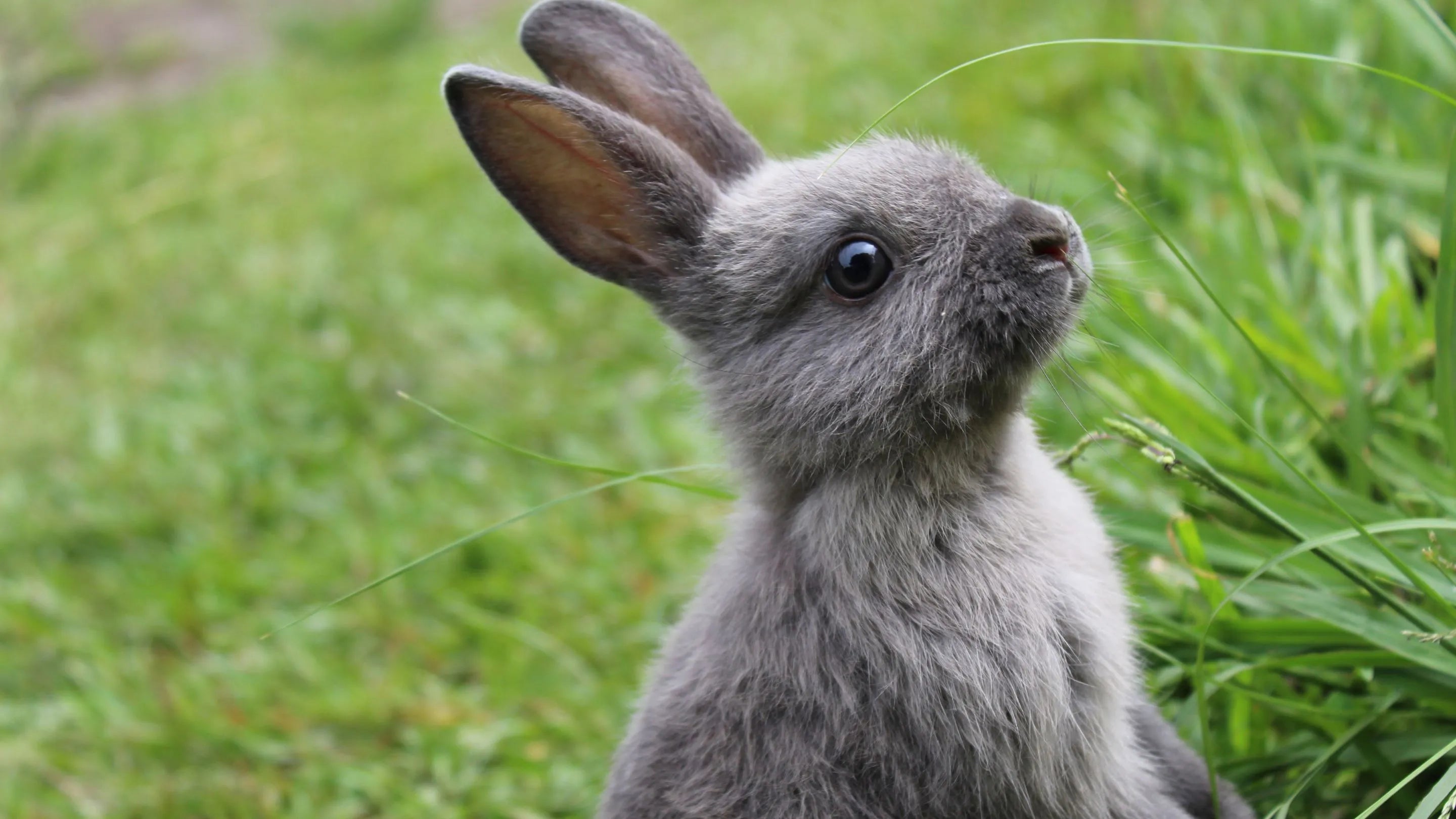 MIDI12 respectueux des animaux et VEGAN